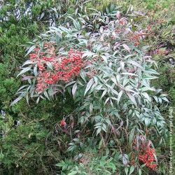 Nandina domestica "Firepower" - 5L